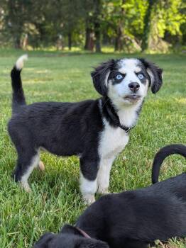Mixed Breed Dogs Available for Adoption in Spring Hill, Tennessee - Berry | PetCurious