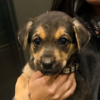 Quinoa -  Shepherd Dog for Adoption in Oakville, Ontario - Quinoa | PetCurious