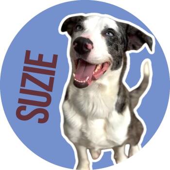Catahoula Leopard Dog and Border Collie Dogs Available for Adoption - Suzie | PetCurious