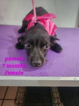 Pamela -  Chihuahua and Mixed Breed Dog for Adoption in Durango, Colorado - Pamela | PetCurious