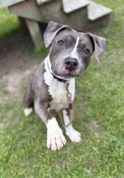 Rescue Pit Bull Terrier Dogs for Adoption in Virginia Beach, Virginia - 178983 Leana | PetCurious