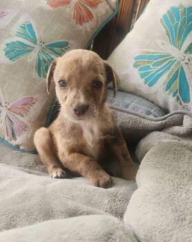 Winnie -  Catahoula Leopard Dog Dog for Adoption in Glocester, Rhode Island - Winnie | PetCurious