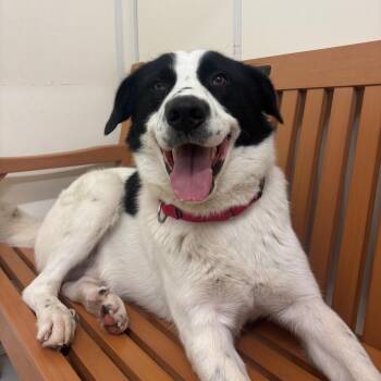 Panda -  Great Pyrenees and Mixed Breed Dog for Adoption in Milan, Illinois - Panda | PetCurious