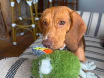 Willie -  Beagle and Mixed Breed Dog for Adoption in Raleigh, North Carolina - Willie | PetCurious
