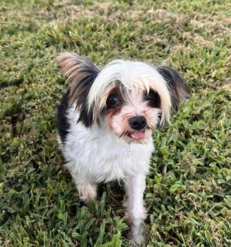 Raider -  Yorkshire Terrier Dog for Adoption in Milton, Georgia - Raider | PetCurious