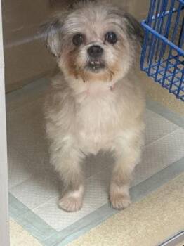 Rosie -  Shih Tzu and Terrier Dog for Adoption in East Brookfield, Massachusetts - Rosie | PetCurious