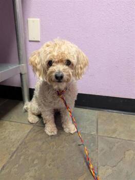 61764830 -  Mixed Breed Dog for Adoption in El Paso, Texas - 61764830 | PetCurious
