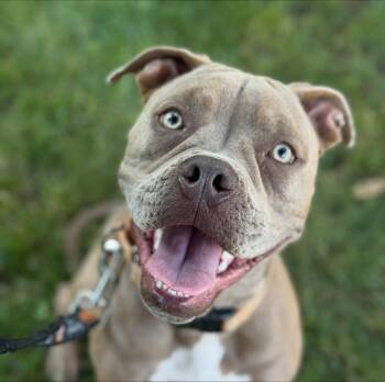 Rescue Pit Bull Terrier and Bulldog Dogs for Adoption in Tacoma, Washington - Taz | PetCurious