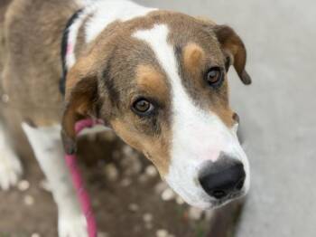 Pit Bull Terrier and Mixed Breed Dogs Available for Adoption in Tulsa, Oklahoma - TOPAZ | PetCurious