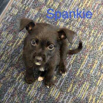 Spankie -  Terrier Dog for Adoption - Spankie | PetCurious