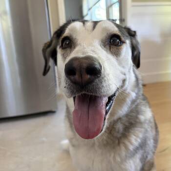 Kai (Courtesy post) -  Husky and Labrador Retriever Dog for Adoption in Woodside, California - Kai (Courtesy Post) | PetCurious