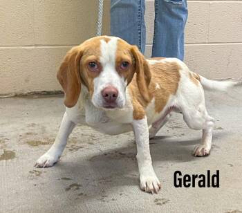 Gerald -  Beagle Dog for Adoption in Clearfield, Kentucky - Gerald | PetCurious