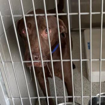 Browning -  Labrador Retriever Dog for Adoption in Carlyle, Illinois - Browning | PetCurious
