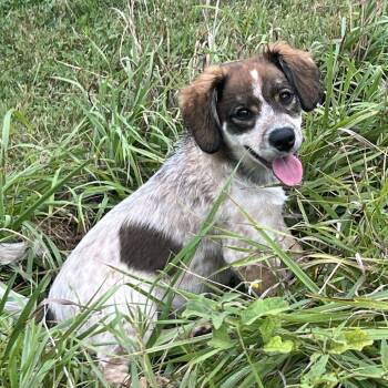Comic Pup: Velma -  Beagle and Boxer Dog for Adoption in Falls Church, Virginia - Comic Pup: Velma | PetCurious