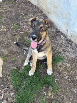 German Shepherd Dog Dogs Available for Adoption - Vader | PetCurious