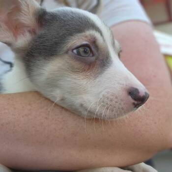 Phineas -  Mixed Breed Dog Available for Adoption in San Francisco, California - Phineas | PetCurious