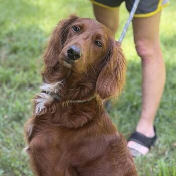Lady -  Irish Setter Dog for Adoption in Locust Fork, Alabama - Lady | PetCurious