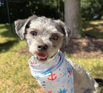 Oreo -  Shih Tzu Dog for Adoption in Arlington, Virginia - Oreo | PetCurious