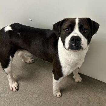 Mixed Breed Dogs Available for Adoption - Connor | PetCurious