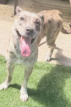 Andie Girl -  Catahoula Leopard Dog Dog for Adoption in Mt. Juliet, Tennessee - Andie Girl | PetCurious