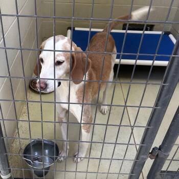 Bozo C -  Hound Dog for Adoption in Clarksville, Virginia - Bozo C | PetCurious