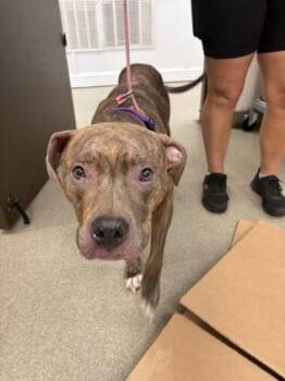 Paloma -  Pit Bull Terrier and Mixed Breed Dog for Adoption in Palm Coast, Florida - Paloma | PetCurious