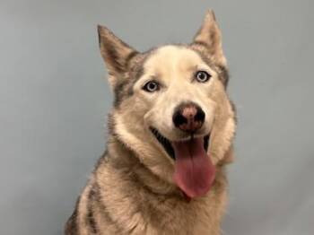 Shea -  Husky and Mixed Breed Dog for Adoption in Woodbury, Minnesota - Shea | PetCurious