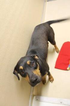 Black Mouth Cur and Mixed Breed Dogs Available for Adoption in Picayune, Mississippi - Moxxi | PetCurious