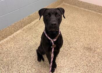 CAPTAIN JACK SPARROW -  Pit Bull Terrier and Mixed Breed Dog for Adoption in Colorado Springs, Colorado - CAPTAIN JACK SPARROW | PetCurious