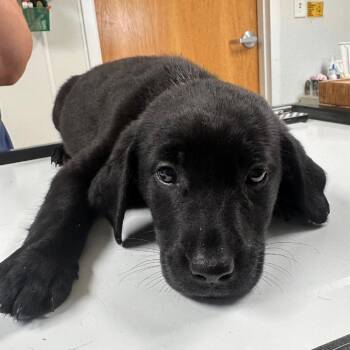 Sarabi -  Australian Shepherd and Labrador Retriever Dog for Adoption in Pekin, Illinois - Sarabi | PetCurious
