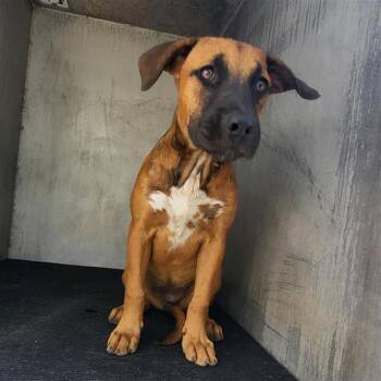 JUBILEE -  Labrador Retriever Dog for Adoption in San Antonio, Texas - JUBILEE | PetCurious