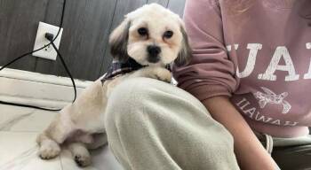 Shih Tzu and Bichon Frise Dogs Available for Adoption in Minneapolis, Minnesota - Cash (aka Teddy) | PetCurious