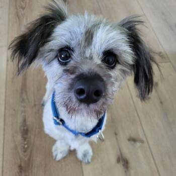 Mason -  Terrier and Mixed Breed Dog for Adoption in Alma, Wisconsin - Mason | PetCurious