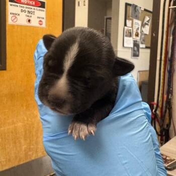 Turkey -  Mixed Breed Dog for Adoption in Columbiana, Alabama - Turkey | PetCurious