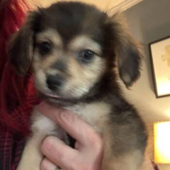 Beagle and Maltese Dogs Available for Adoption in Myrtle Beach, South Carolina - Penny | PetCurious