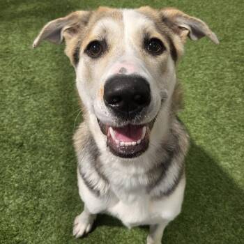Rescue Shepherd and Husky Dogs for Adoption in Racine, Wisconsin - Happy Go Lucky | PetCurious