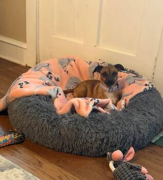 Baby girl -  Chihuahua Dog for Adoption - Baby Girl | PetCurious