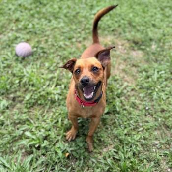 Lenny -  Dachshund and Mixed Breed Dog for Adoption in Owosso, Michigan - Lenny | PetCurious