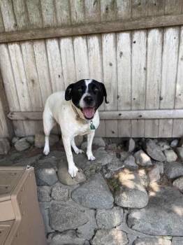 Rescue Pit Bull Terrier Dogs for Adoption in Groveland, Massachusetts - Luna | PetCurious