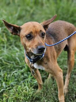 Rescue Terrier Dogs for Adoption in Fort Payne, Alabama - Hank | PetCurious