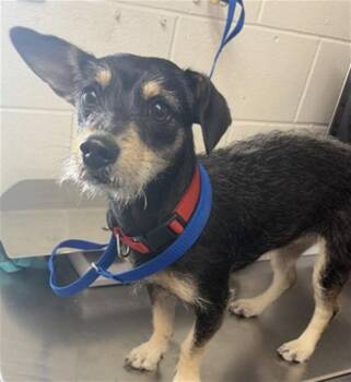 Chihuahua and Mixed Breed Dogs Available for Adoption in San Bernardino, California - MAGGIE | PetCurious