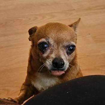 Weenie -  Chihuahua Dog for Adoption in Calgary, Alberta - Weenie | PetCurious