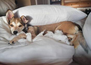 Blanche *LOCAL* -  Norwegian Lundehund Dog for Adoption in South Kingstown, Rhode Island - Blanche *LOCAL* | PetCurious