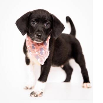 Lenny -  Hound and Mixed Breed Dog for Adoption in Springboro, Ohio - Lenny | PetCurious