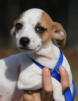 Chihuahua Dogs Available for Adoption in North Fort Myers, Florida - Monkey | PetCurious