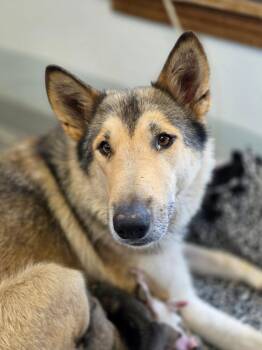 Envy -  Collie and Mixed Breed Dog for Adoption in Carthage, Missouri - Envy | PetCurious