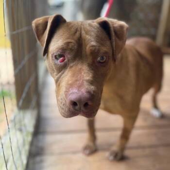 Pretty Girl -  Mixed Breed Dog for Adoption in Valley, Alabama - Pretty Girl | PetCurious