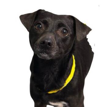 Terrier Dogs Available for Adoption in Red Bluff, California - Glenn | PetCurious
