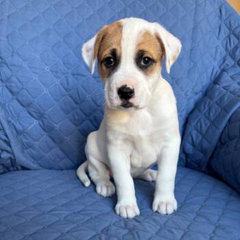 Rescue Boxer and Siberian Husky Dogs for Adoption in Olathe, Kansas - Arrow | PetCurious