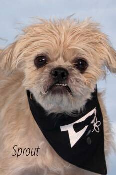 Sprout (Milo) -  Terrier and Shepherd Dog for Adoption in Gilbert, Arizona - Sprout (Milo) | PetCurious